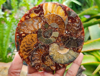 Hand Made Ammonite Conglomerate Coffee Table Coasters x 6 From Mahajanga, Madagascar