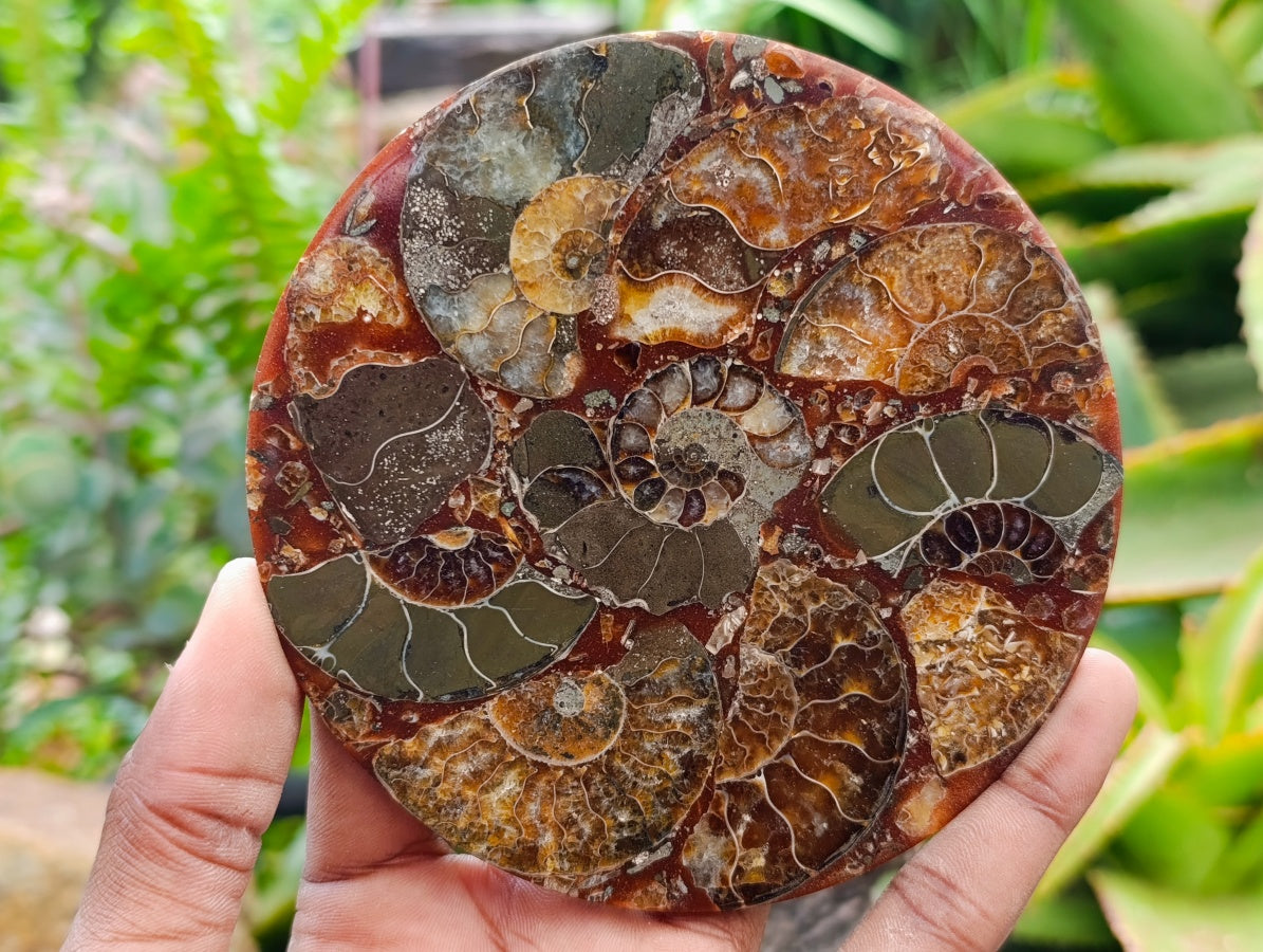 Hand Made Ammonite Conglomerate Coffee Table Coasters x 6 From Mahajanga, Madagascar