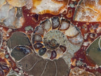 Hand Made Ammonite Conglomerate Coffee Table Coasters x 6 From Mahajanga, Madagascar - Toprock Gemstones and Minerals 