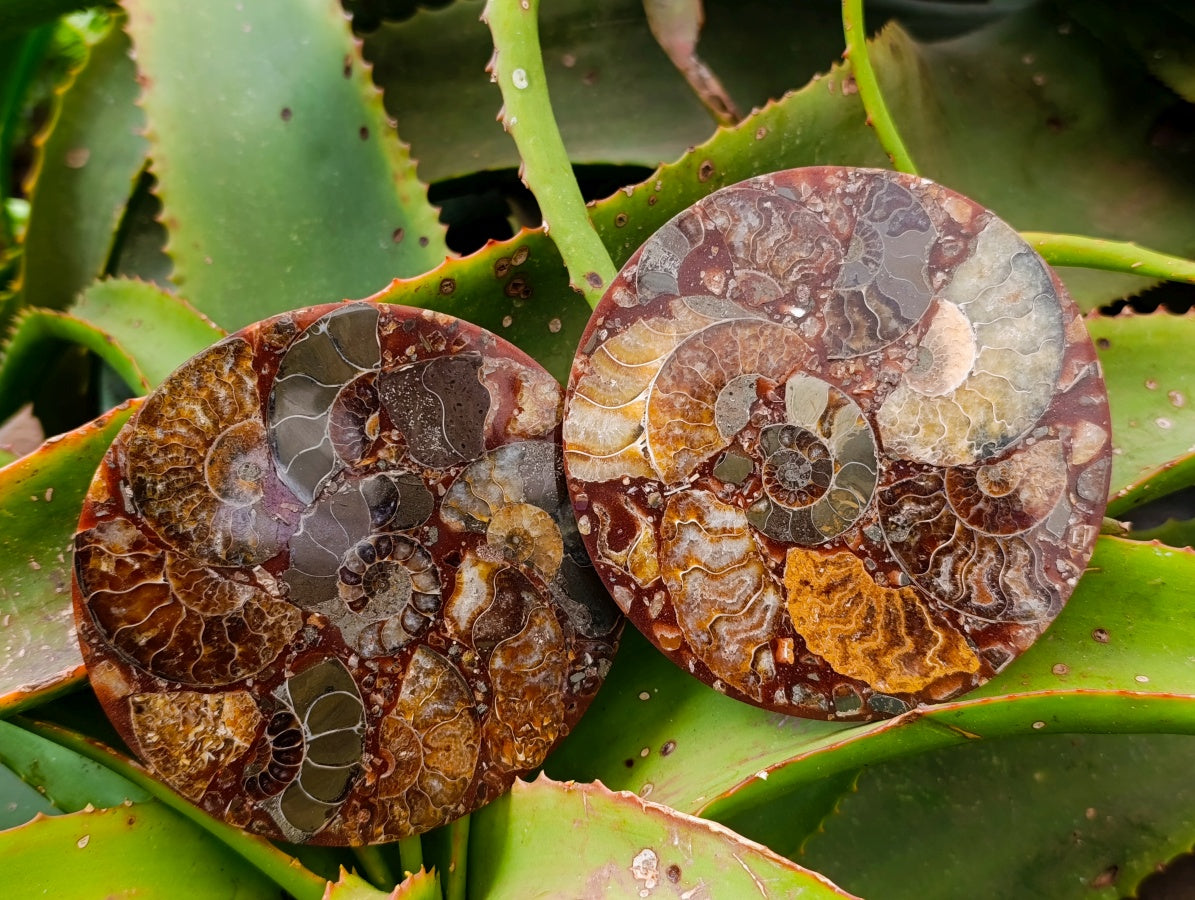 Hand Made Ammonite Conglomerate Coffee Table Coasters x 6 From Mahajanga, Madagascar