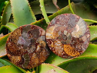 Hand Made Ammonite Conglomerate Coffee Table Coasters x 6 From Mahajanga, Madagascar