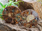 Hand Made Ammonite Conglomerate Coffee Table Coasters x 6 From Mahajanga, Madagascar - Toprock Gemstones and Minerals 