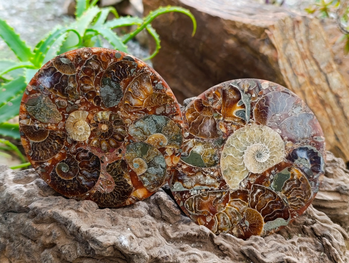 Hand Made Ammonite Conglomerate Coffee Table Coasters x 6 From Mahajanga, Madagascar - Toprock Gemstones and Minerals 