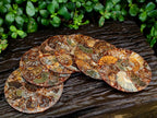 Hand Made Ammonite Conglomerate Coffee Table Coasters x 6 From Mahajanga, Madagascar - Toprock Gemstones and Minerals 