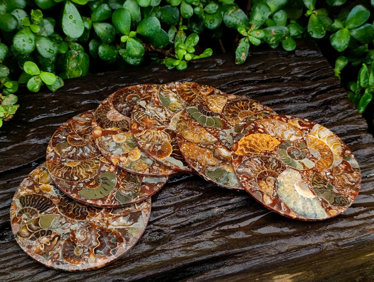 Hand Made Ammonite Conglomerate Coffee Table Coasters x 6 From Mahajanga, Madagascar - Toprock Gemstones and Minerals 