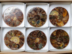 Hand Made Ammonite Conglomerate Coffee Table Coasters x 6 From Mahajanga, Madagascar - Toprock Gemstones and Minerals 