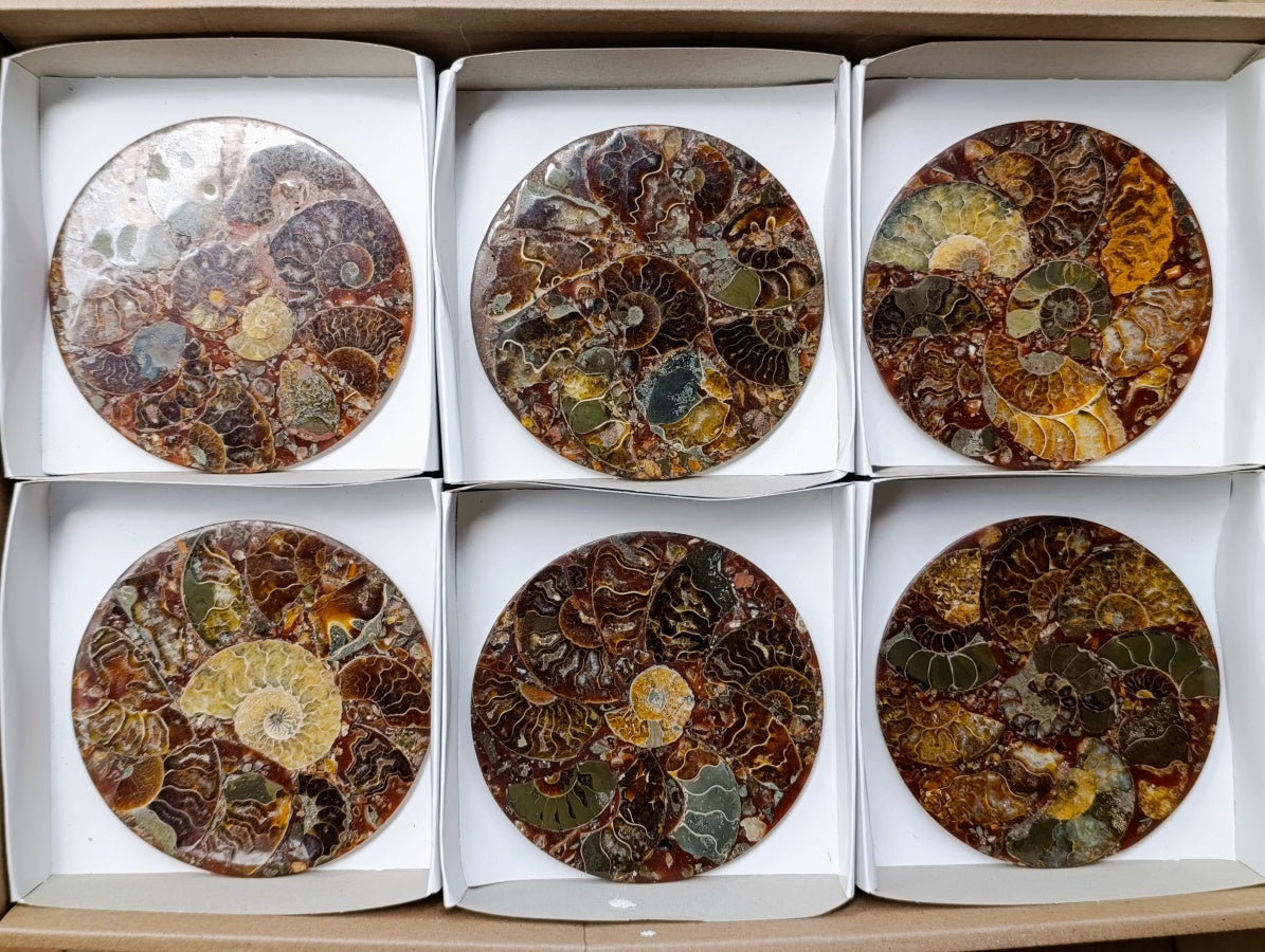 Hand Made Ammonite Conglomerate Coffee Table Coasters x 6 From Mahajanga, Madagascar
