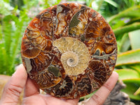 Hand Made Ammonite Conglomerate Coffee Table Coasters x 6 From Mahajanga, Madagascar