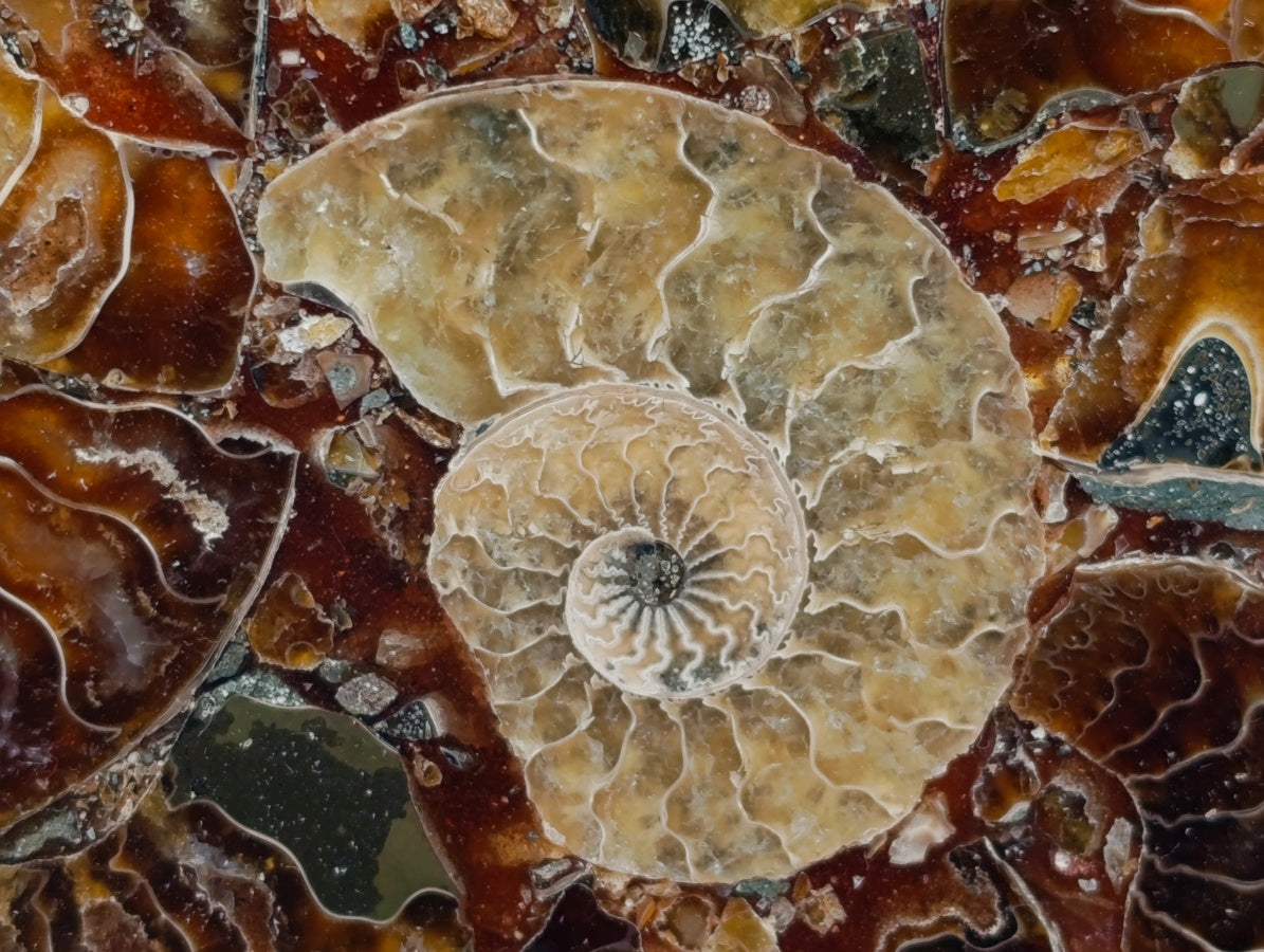 Hand Made Ammonite Conglomerate Coffee Table Coasters x 6 From Mahajanga, Madagascar