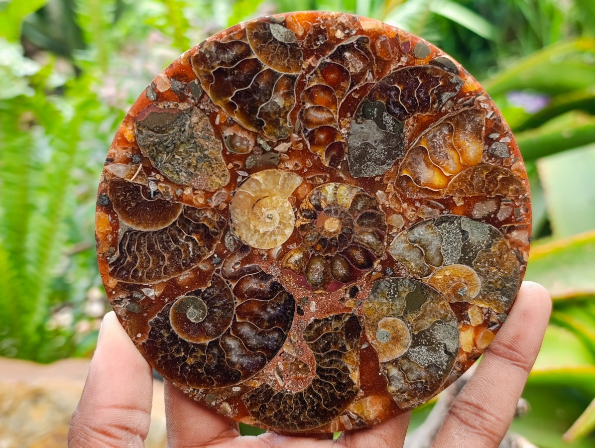 Hand Made Ammonite Conglomerate Coffee Table Coasters x 6 From Mahajanga, Madagascar - Toprock Gemstones and Minerals 