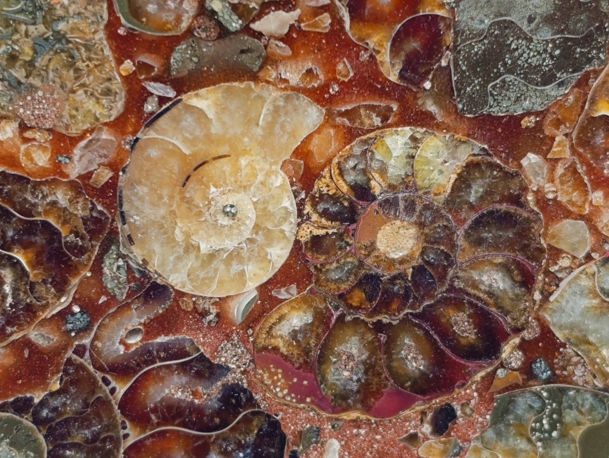 Hand Made Ammonite Conglomerate Coffee Table Coasters x 6 From Mahajanga, Madagascar - Toprock Gemstones and Minerals 