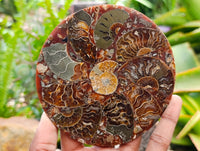 Hand Made Ammonite Conglomerate Coffee Table Coasters x 6 From Mahajanga, Madagascar