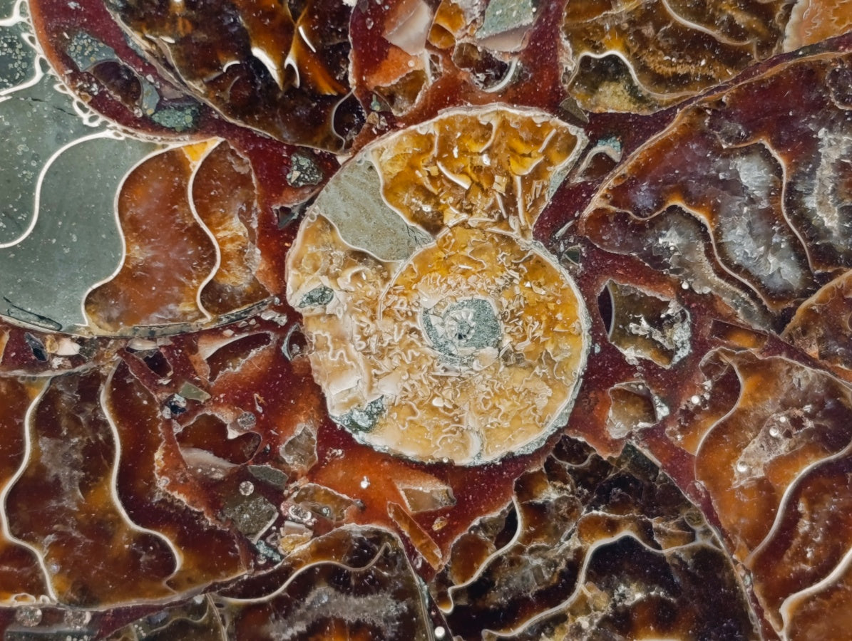 Hand Made Ammonite Conglomerate Coffee Table Coasters x 6 From Mahajanga, Madagascar