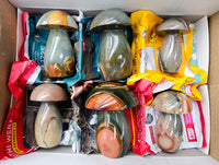 Polished Polychrome Jasper Mushrooms x 6 From NW Coast, Madagascar