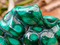 Polished Flower Banded Malachite Free Forms x 2 From Congo