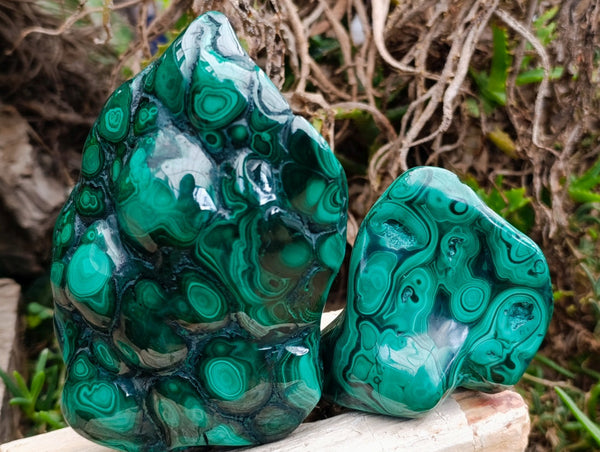 Polished Flower Banded Malachite Free Forms x 2 From Congo