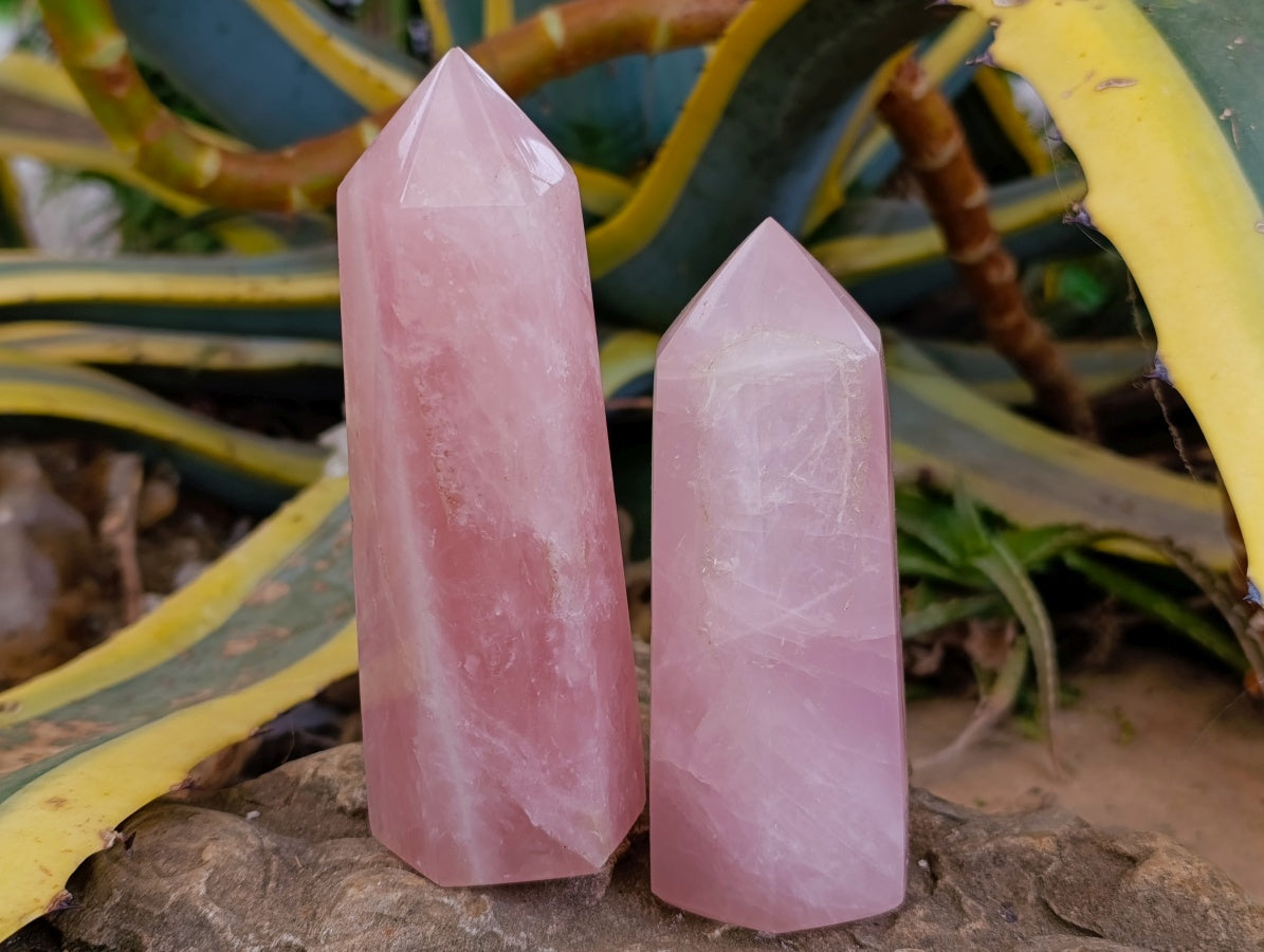 Polished Gemmy Rose Quartz Crystals x 3 From Madagascar