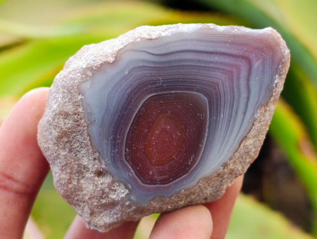 Polished On One Side Red Shashe River Agate Nodules x 35 From Shashe River, Zimbabwe