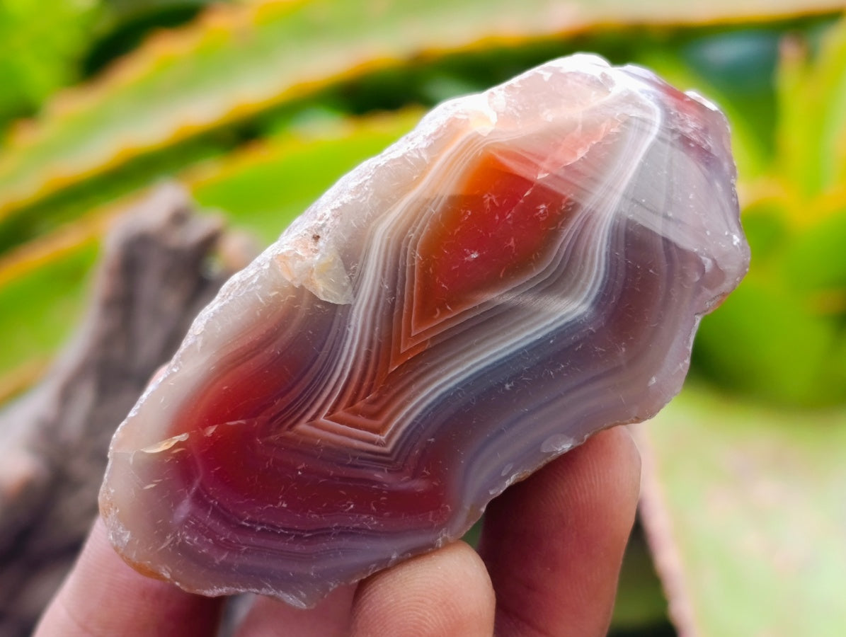 Polished On One Side Red Shashe River Agate Nodules x 35 From Shashe River, Zimbabwe