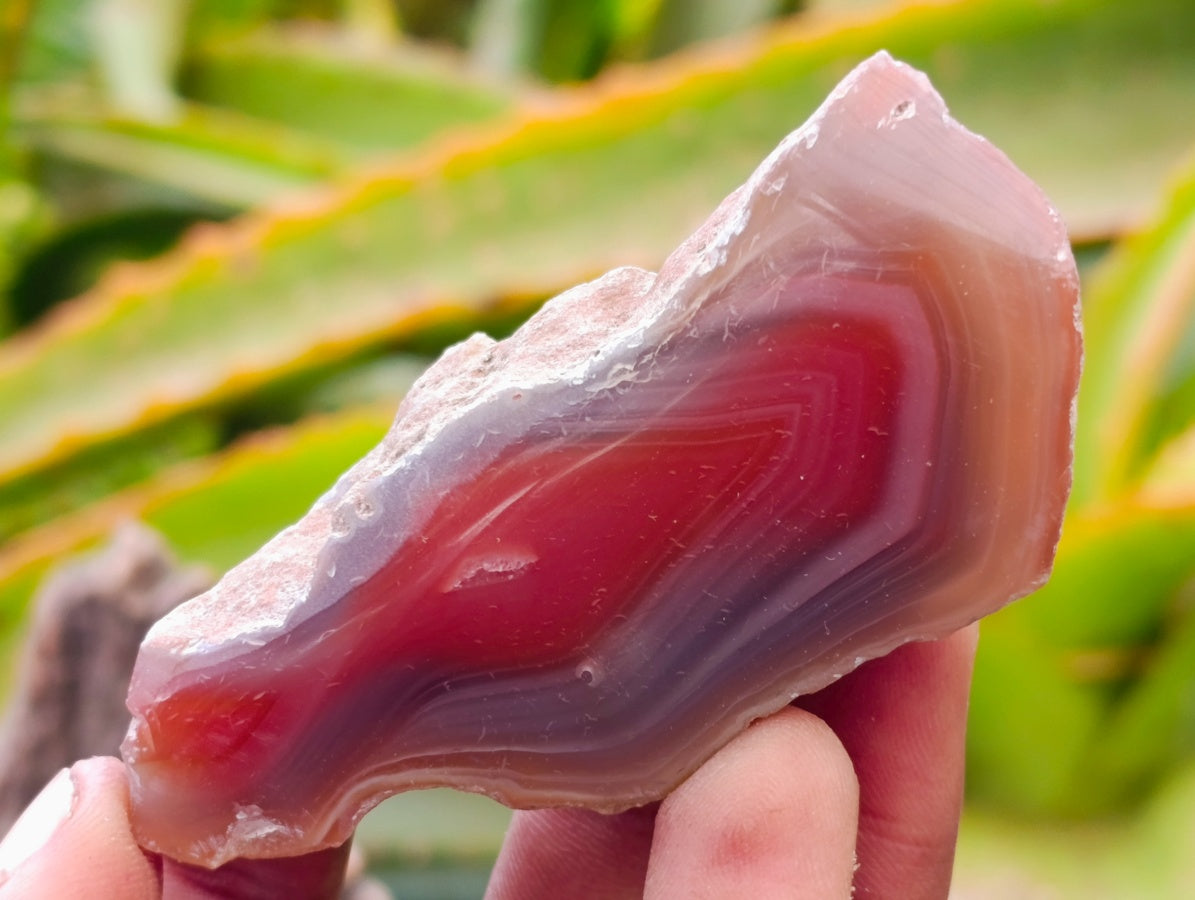Polished On One Side Red Shashe River Agate Nodules x 35 From Shashe River, Zimbabwe