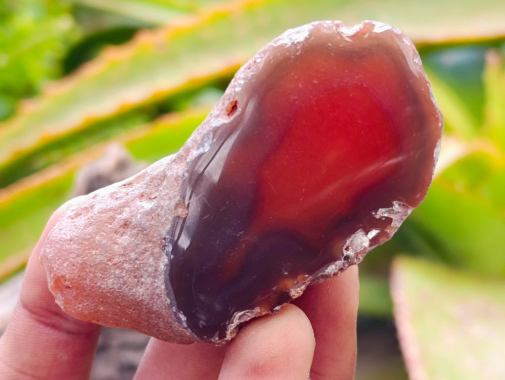 Polished On One Side Red Shashe River Agate Nodules x 35 From Shashe River, Zimbabwe