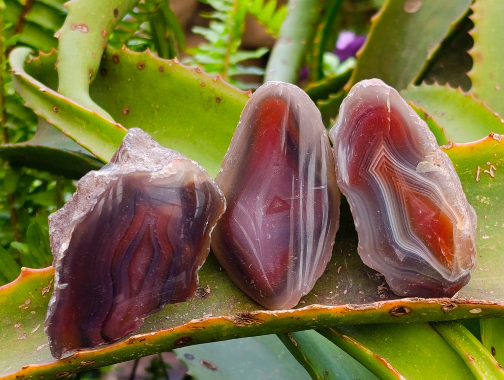Polished On One Side Red Shashe River Agate Nodules x 35 From Shashe River, Zimbabwe