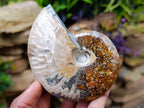 Polished Opalized Cleoniceras Ammonite Fossils x 2 From Tulear, Madagascar
