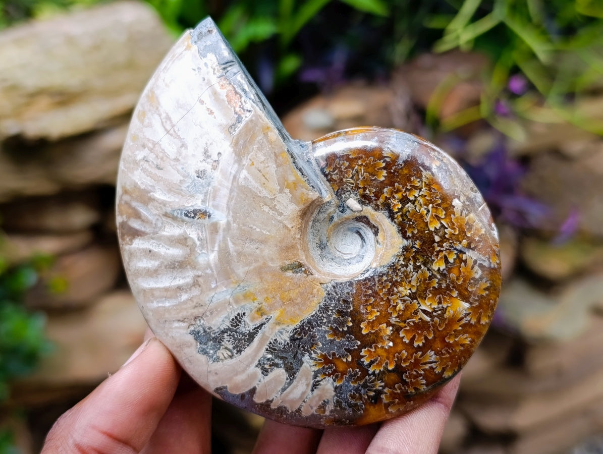 Polished Opalized Cleoniceras Ammonite Fossils x 2 From Tulear, Madagascar