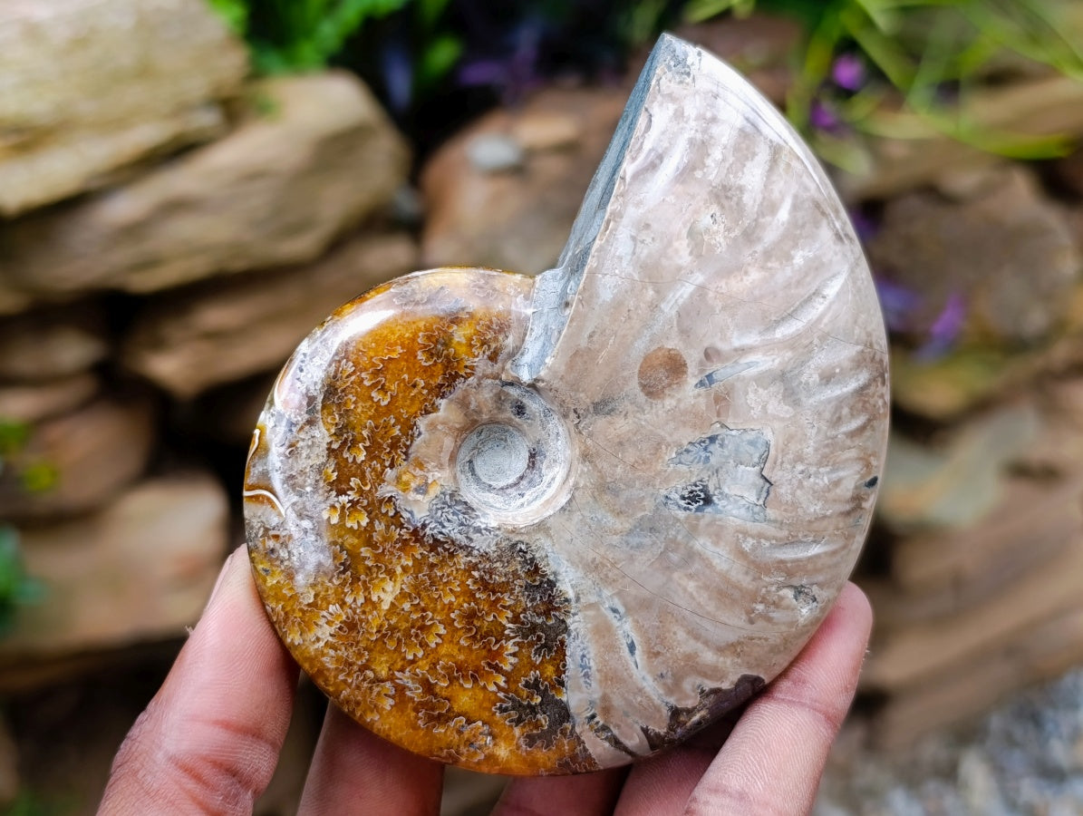Polished Opalized Cleoniceras Ammonite Fossils x 2 From Tulear, Madagascar