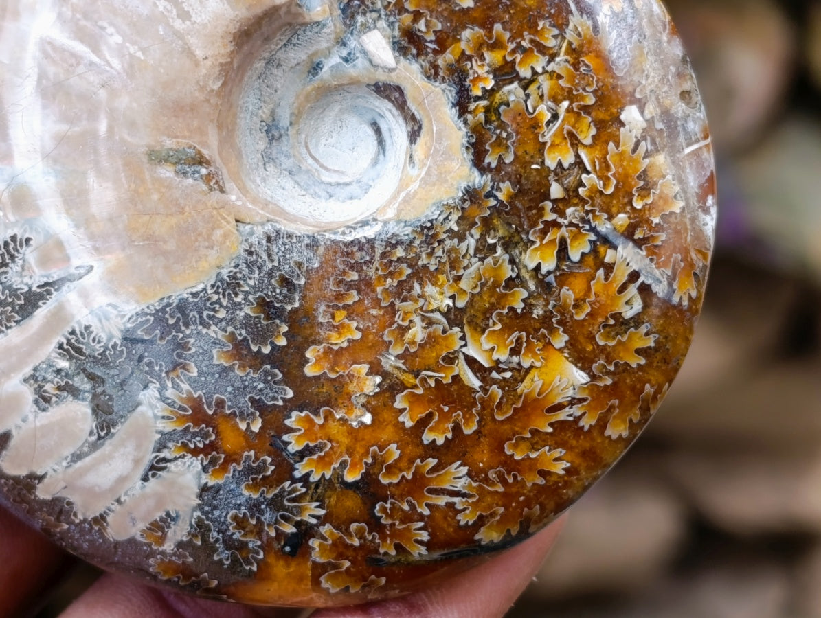 Polished Opalized Cleoniceras Ammonite Fossils x 2 From Tulear, Madagascar