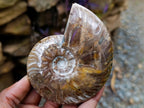 Polished Opalized Cleoniceras Ammonite Fossils x 2 From Tulear, Madagascar