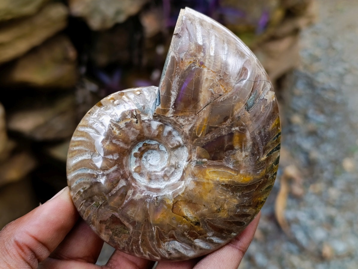 Polished Opalized Cleoniceras Ammonite Fossils x 2 From Tulear, Madagascar