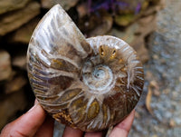 Polished Opalized Cleoniceras Ammonite Fossils x 2 From Tulear, Madagascar
