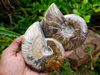 Polished Opalized Cleoniceras Ammonite Fossils x 2 From Tulear, Madagascar
