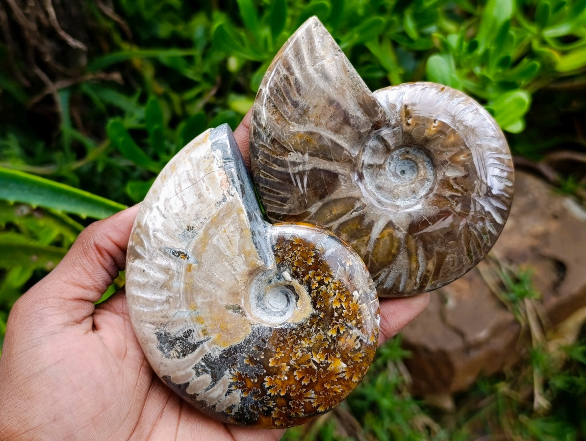 Polished Opalized Cleoniceras Ammonite Fossils x 2 From Tulear, Madagascar