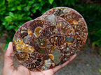 Hand Made Ammonite Conglomerate Coffee Table Coasters x 6 From Mahajanga, Madagascar - Toprock Gemstones and Minerals 