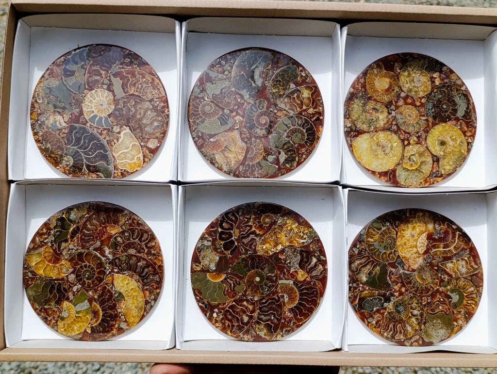 Hand Made Ammonite Conglomerate Coffee Table Coasters x 6 From Mahajanga, Madagascar - Toprock Gemstones and Minerals 