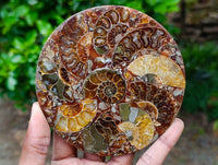 Hand Made Ammonite Conglomerate Coffee Table Coasters x 6 From Mahajanga, Madagascar