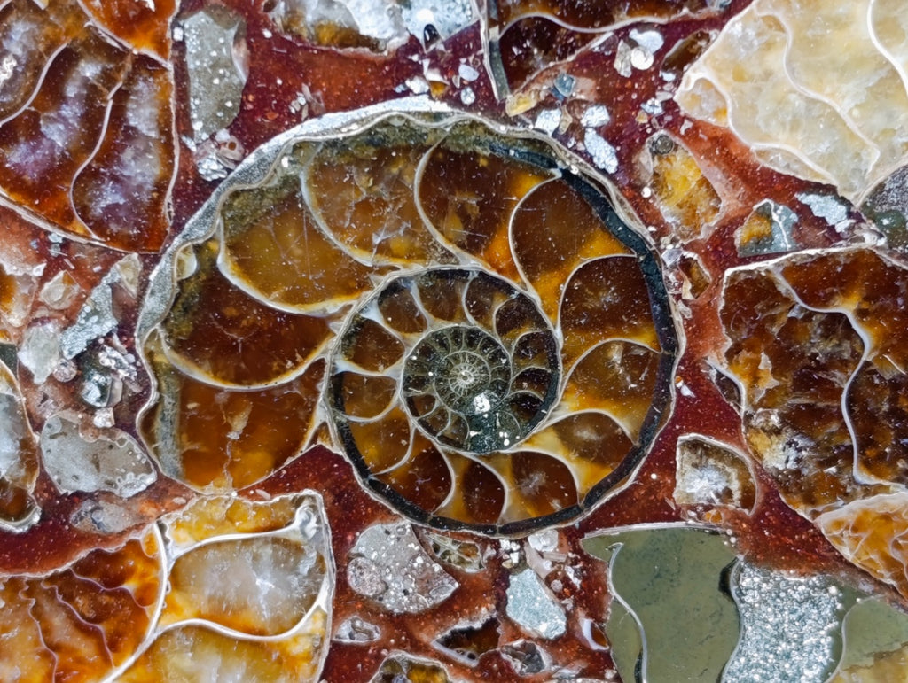 Hand Made Ammonite Conglomerate Coffee Table Coasters x 6 From Mahajanga, Madagascar - Toprock Gemstones and Minerals 