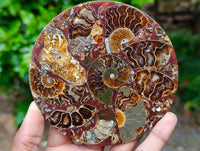 Hand Made Ammonite Conglomerate Coffee Table Coasters x 6 From Mahajanga, Madagascar