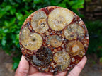 Hand Made Ammonite Conglomerate Coffee Table Coasters x 6 From Mahajanga, Madagascar - Toprock Gemstones and Minerals 