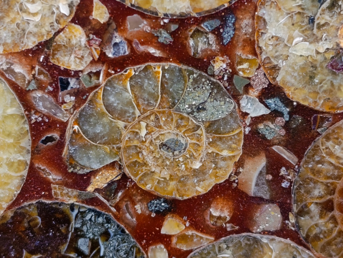 Hand Made Ammonite Conglomerate Coffee Table Coasters x 6 From Mahajanga, Madagascar