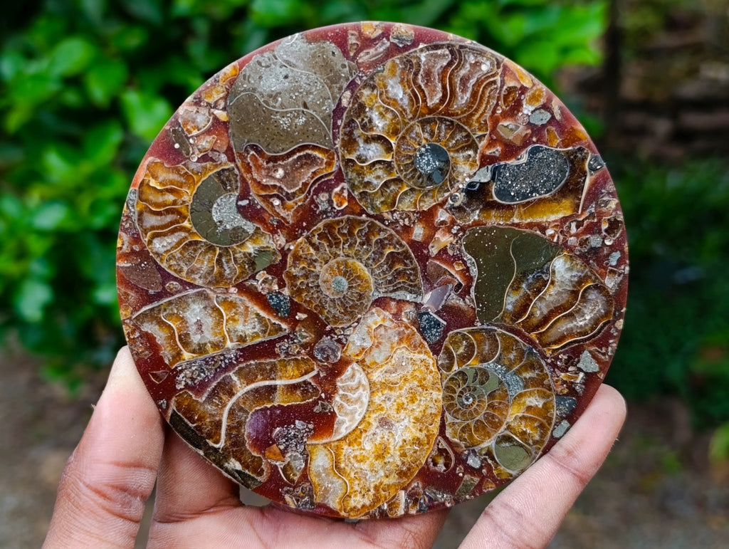 Hand Made Ammonite Conglomerate Coffee Table Coasters x 6 From Mahajanga, Madagascar - Toprock Gemstones and Minerals 