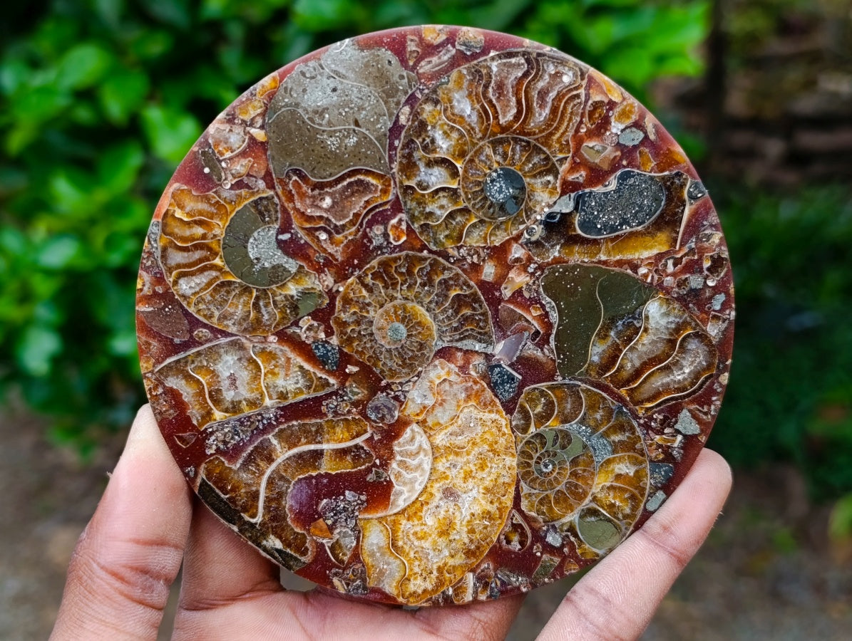 Hand Made Ammonite Conglomerate Coffee Table Coasters x 6 From Mahajanga, Madagascar - Toprock Gemstones and Minerals 