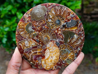 Hand Made Ammonite Conglomerate Coffee Table Coasters x 6 From Mahajanga, Madagascar