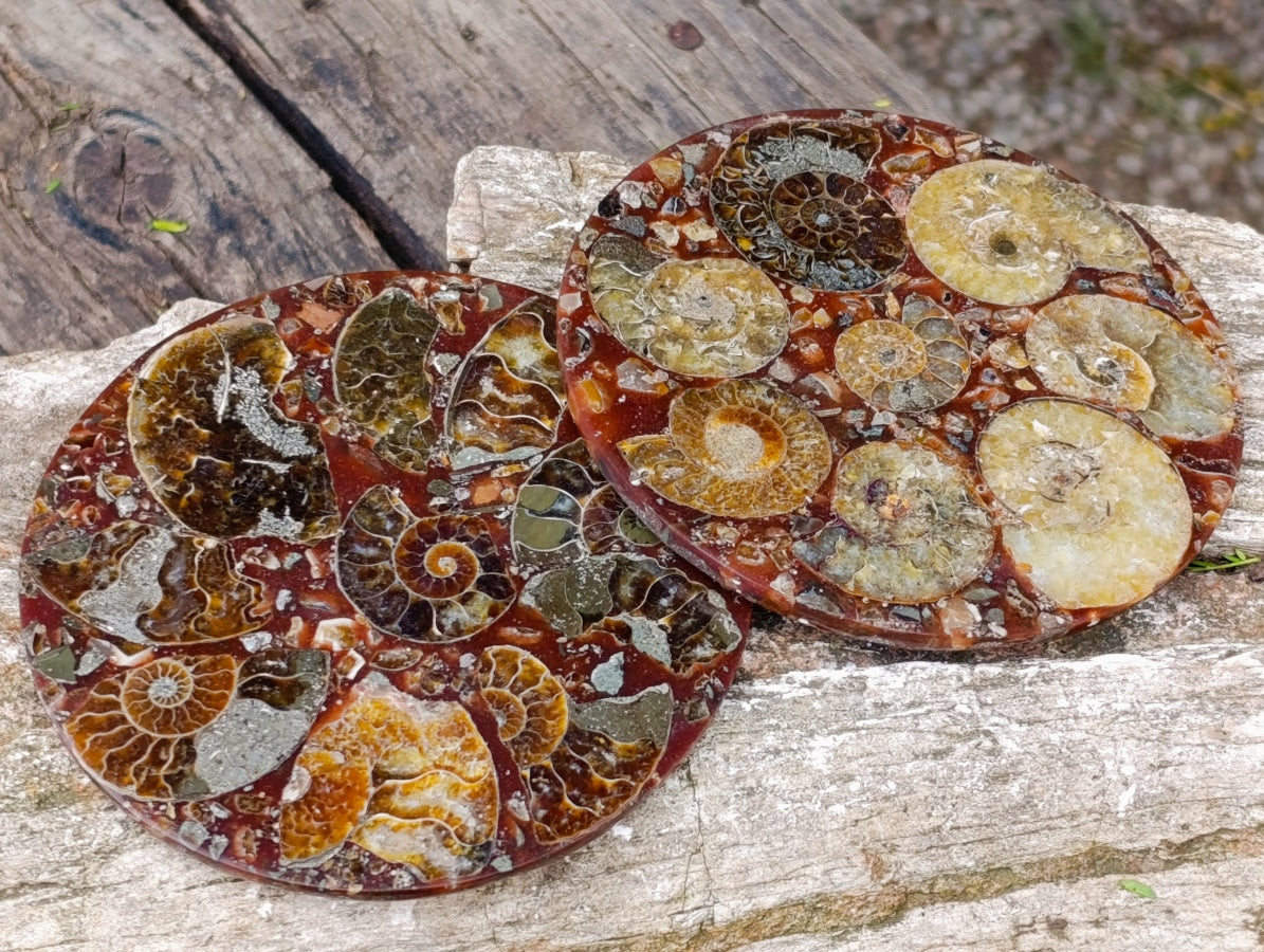 Hand Made Ammonite Conglomerate Coffee Table Coasters x 6 From Mahajanga, Madagascar