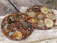 Hand Made Ammonite Conglomerate Coffee Table Coasters x 6 From Mahajanga, Madagascar