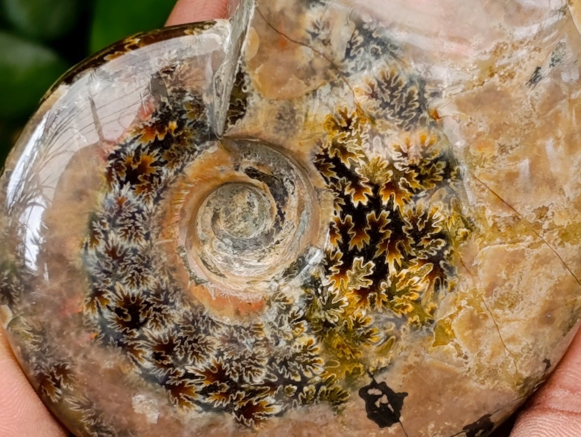 Polished Cleoniceras Red Ammolite Opalized Ammonite Fossils x 2 From Tulear, Madagascar