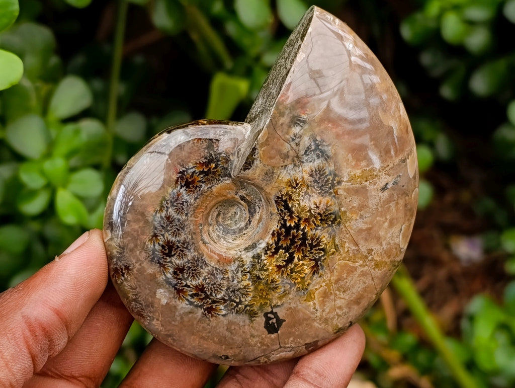 Polished Cleoniceras Red Ammolite Opalized Ammonite Fossils x 2 From Tulear, Madagascar
