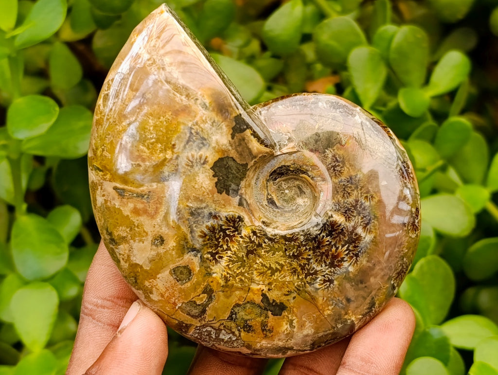 Polished Cleoniceras Red Ammolite Opalized Ammonite Fossils x 2 From Tulear, Madagascar